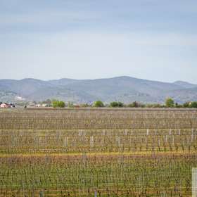 herrlicher Pfalzblick