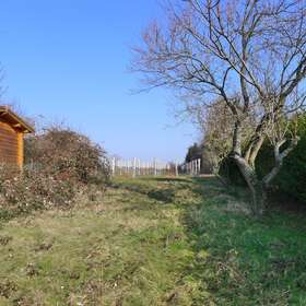 Blick zum Wingert